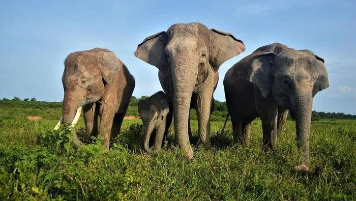 way kambas, rekomendasi tempat liburan keluarga dan anak
